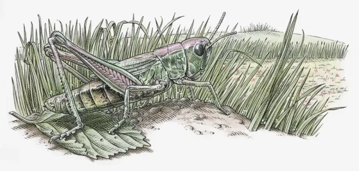 Framed Print : Illustration of grasshopper standing on leaf Framed Print : Illustration of grasshopper standing on leaf