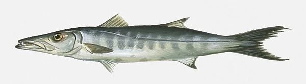 Illustration of Great Barracuda Sphyraena barracuda