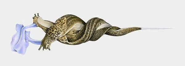 Illustration of Great slug (Limax maximus) mating hanging intertwined from stem by mucus