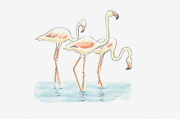 Illustration of three Greater Flamingo (Phoenicopterus roseus) standing in water