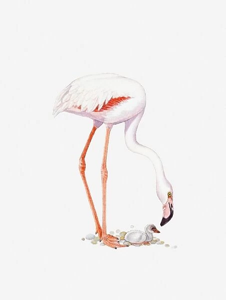 Illustration of Greater Flamingo (Phoenicopterus roseus) with chick on nest of pebbles