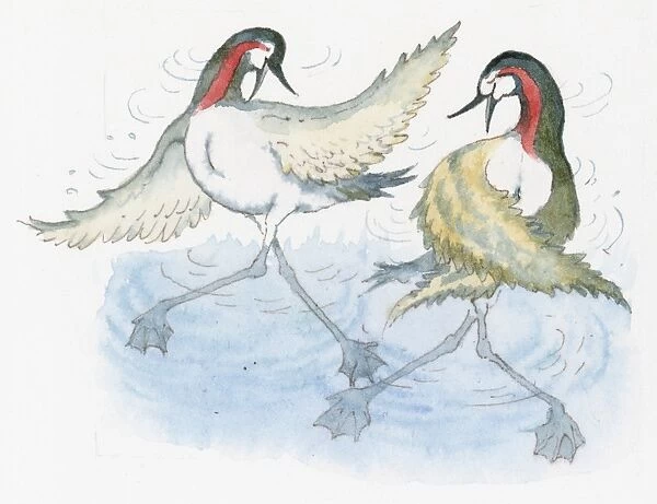Illustration of Grebes performing mating dance in water