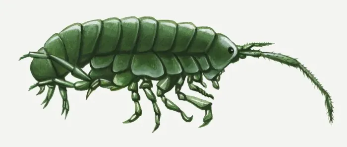 Framed Print : Illustration of green Amphipoda Framed Print : Illustration of green Amphipoda
