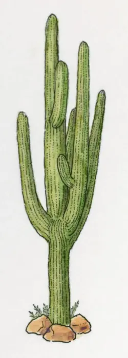 Framed Print : Illustration of green cactus Framed Print : Illustration of green cactus
