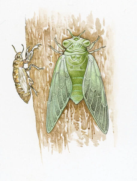 Illustration of green Cicada and brown skin on tree trunk