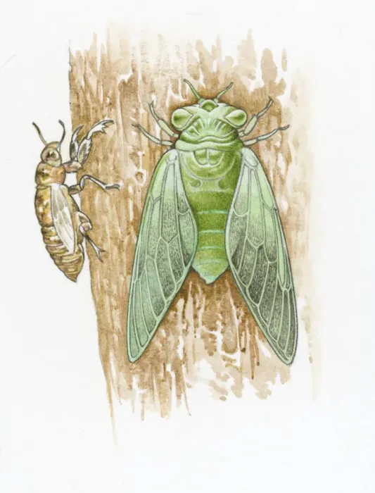 Framed Print : Illustration of green Cicada and brown skin on tree trunk Framed Print : Illustration of green Cicada and brown skin on tree trunk
