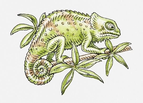 Illustration of green Common Chameleon (Chamaeleo chamaeleon) gripping branch