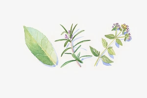 Illustration of green eucalyptus leaf, rosemary and marjoram stem, flowers and leaves