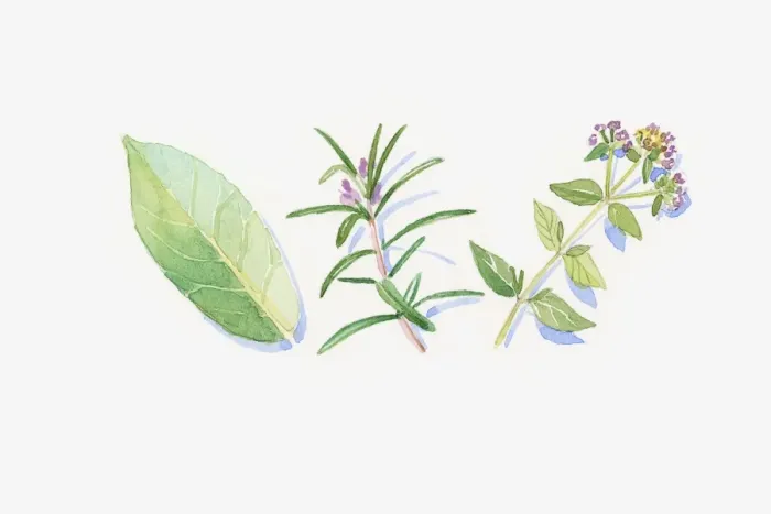 Framed Print : Illustration of green eucalyptus leaf, rosemary and marjoram stem, flowers and leaves Framed Print : Illustration of green eucalyptus leaf, rosemary and marjoram stem, flowers and leaves