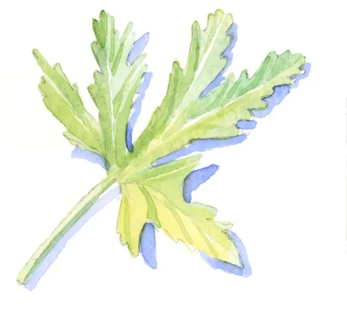Framed Print : Illustration of green geranium leaf Framed Print : Illustration of green geranium leaf