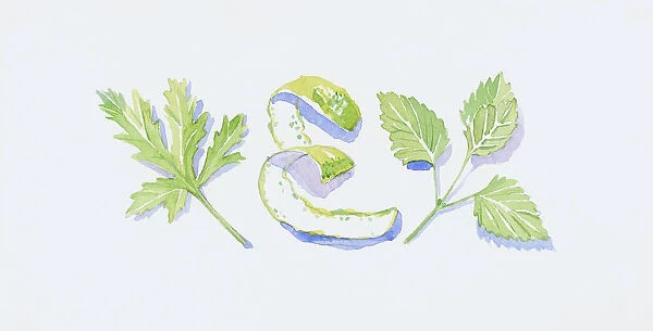 Illustration of green geranium and lemon balm leaves, and bergamot orange peel