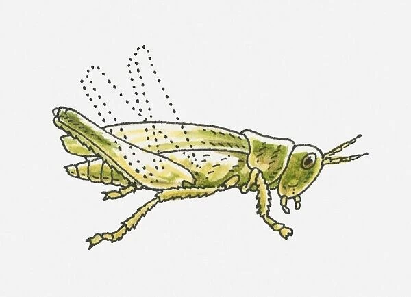 Illustration of green Grasshopper (Caelifera)
