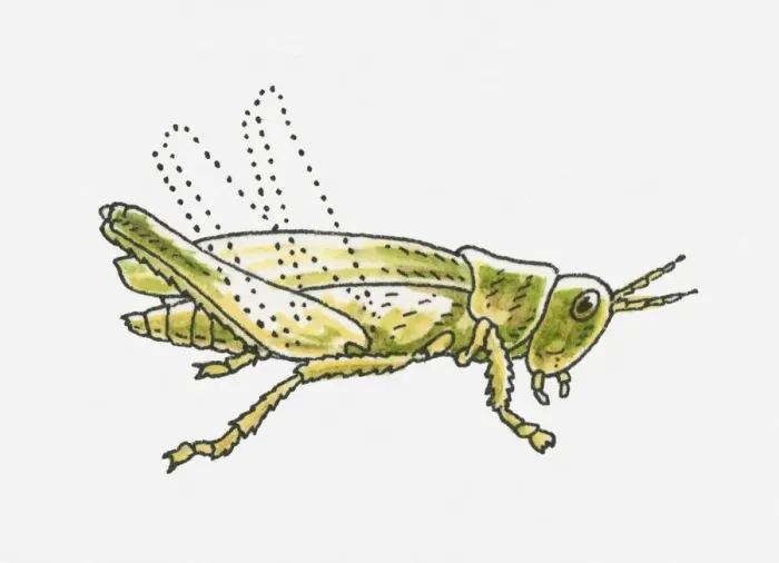 Framed Print : Illustration of green Grasshopper (Caelifera) Framed Print : Illustration of green Grasshopper (Caelifera)