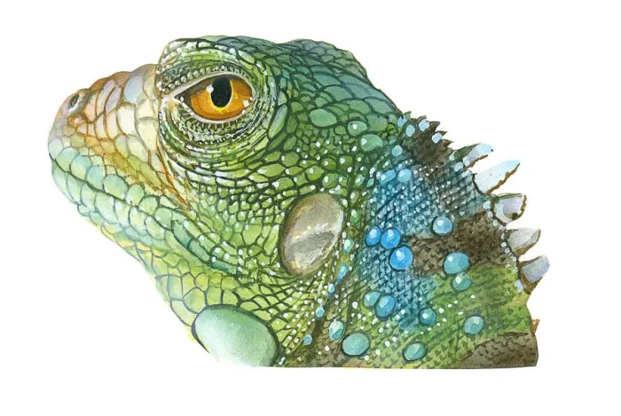 Framed Print : Illustration of Green Iguana (Iguana iguana), head in profile showing scaly skin, spines on neck, and yellow eye Framed Print : Illustration of Green Iguana (Iguana iguana), head in profile showing scaly skin, spines on neck, and yellow eye