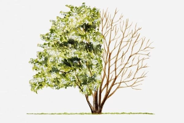 Illustration of green leaves and bare branches of multi-stemmed tree
