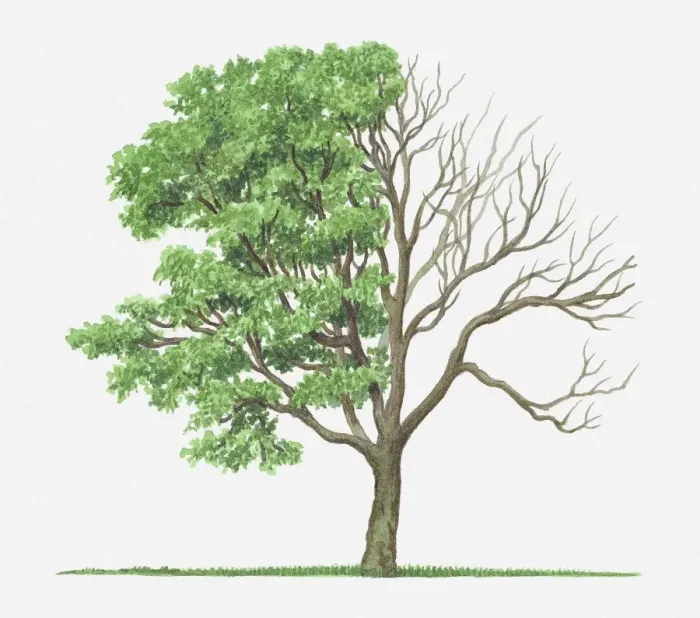 Framed Print : Illustration of green leaves and bare branches of Acer circinatum (Vine Maple) tree Framed Print : Illustration of green leaves and bare branches of Acer circinatum (Vine Maple) tree