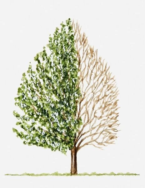 Illustration of green leaves and bare branches of conical shape tree