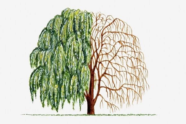 Illustration of green leaves and bare branches of Salix alba (Weeping Willow) tree