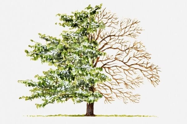 Illustration of green leaves and bare branches of spreading Castanea (Chestnut) tree