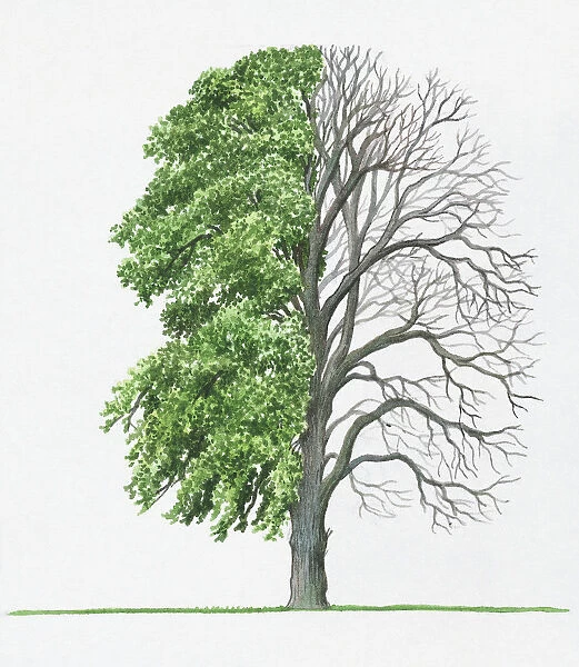 Illustration of green leaves and bare branches of Tilia cordata (Small-leaved Lime)