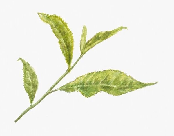 Illustration of green leaves of Camellia sinensis (Tea)
