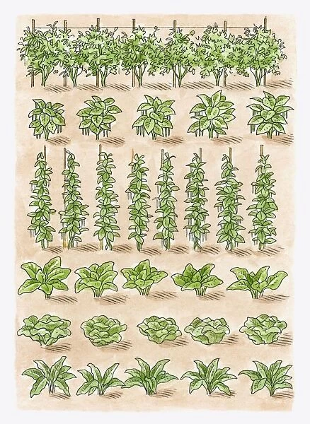 Illustration of green peas, French beans, runner beans, spinach, lettuce, broad beans, swiss chard
