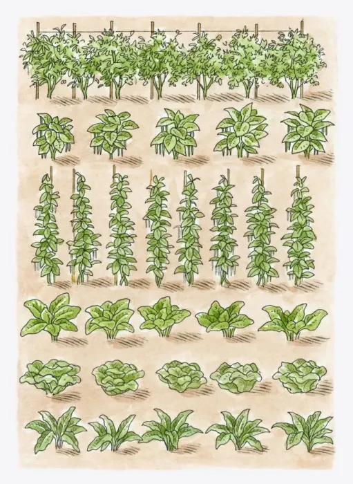 Framed Print : Illustration of green peas, French beans, runner beans, spinach, lettuce, broad beans, swiss chard Framed Print : Illustration of green peas, French beans, runner beans, spinach, lettuce, broad beans, swiss chard