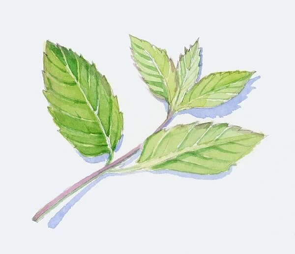 Illustration of green peppermint leaves on stem