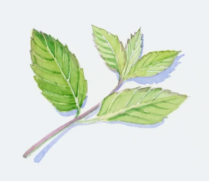 Framed Print : Illustration of green peppermint leaves on stem Framed Print : Illustration of green peppermint leaves on stem