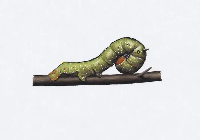 Framed Print : Illustration of green Pink-bellied Moth (Oenochroma vinaria) caterpillar on brown stem