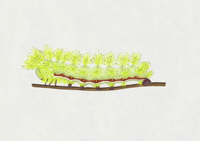 Framed Print : Illustration of green and red striped Io Moth (Automeris io) caterpillar on stem