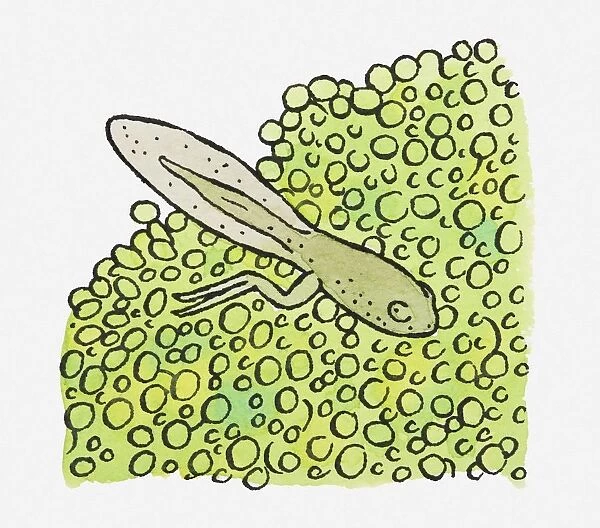 Illustration of green tadpole blending in with frogspawn