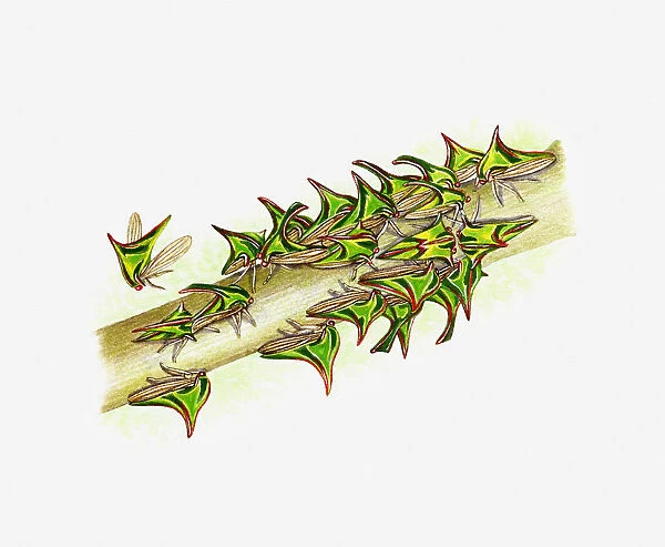 Illustration of green Treehoppers on branch