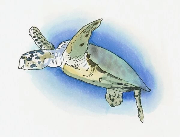 Illustration of Green Turtle (Chelonia mydas) found on western Mediterranean coast
