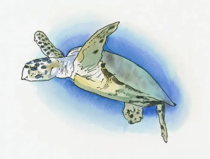 Framed Print : Illustration of Green Turtle (Chelonia mydas) found on western Mediterranean coast