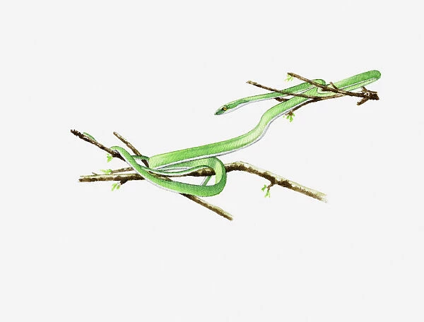 Illustration of Green Vine Snake (Oxybelis fulgidus) curled around branch