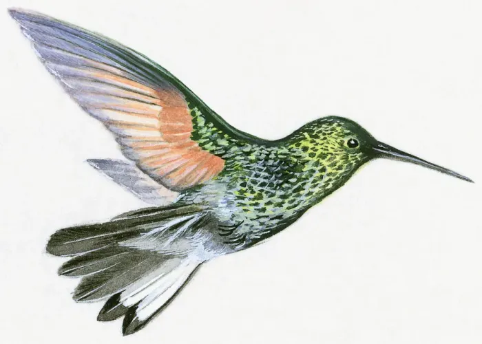 Framed Print : Illustration of Green Violetear (Colibri thalassinus), hummingbird hovering Framed Print : Illustration of Green Violetear (Colibri thalassinus), hummingbird hovering