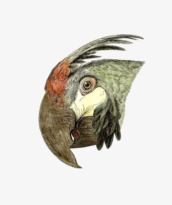 Framed Print : Illustration of Green-winged Macaw (Ara chloroptera), profile Framed Print : Illustration of Green-winged Macaw (Ara chloroptera), profile