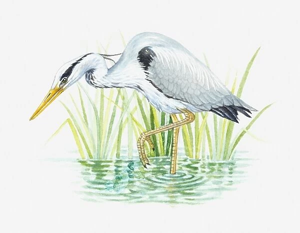 Illustration of Grey Heron (Ardea cinerea) wading in water for food