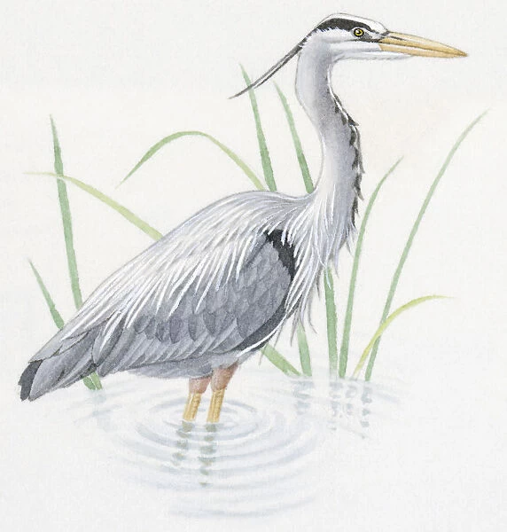Illustration of Grey Heron (Ardea cinerea), standing in water
