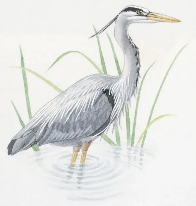 Framed Print : Illustration of Grey Heron (Ardea cinerea), standing in water