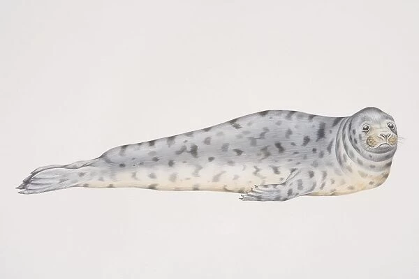 Illustration, Grey Seal (halichoerus grypus) lying on its front, side view