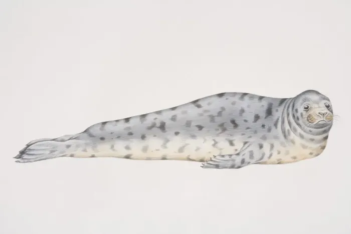 Framed Print : Illustration, Grey Seal (halichoerus grypus) lying on its front, side view Framed Print : Illustration, Grey Seal (halichoerus grypus) lying on its front, side view