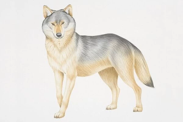 Illustration, Grey Wolf (canis lupus) standing