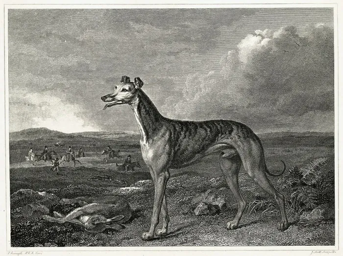 Framed Print : Illustration Of A Greyhound Framed Print : Illustration Of A Greyhound