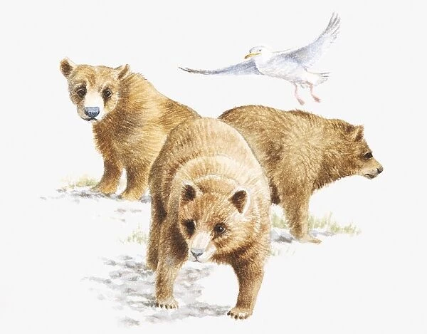 Illustration of three Grizzly Bears (Ursus arctos horribilis) and Glaucous Gull (Larus hyperboreus)