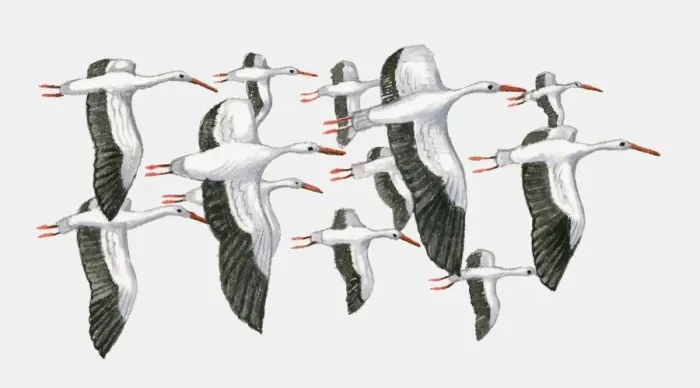 Framed Print : Illustration of a group of White storks (Ciconia ciconia) in flight