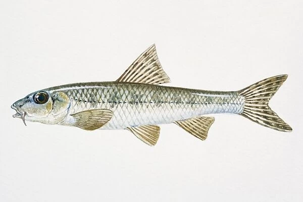Illustration of Gudgeon (Gobio gobio), European freshwater fish