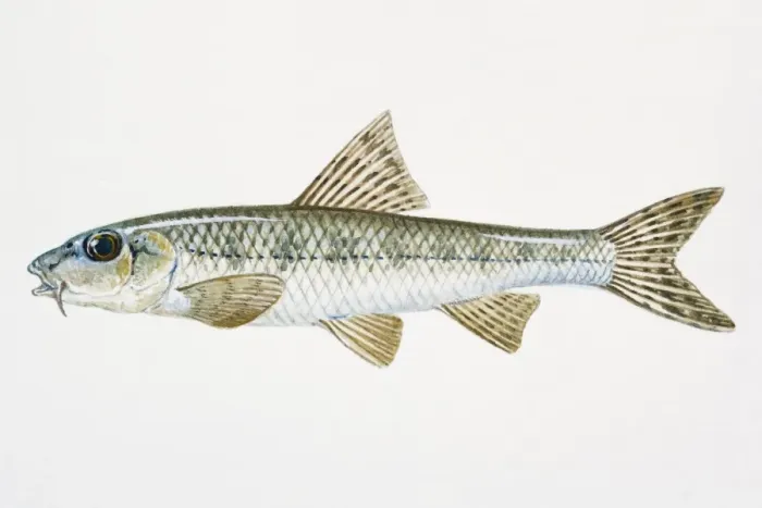 Framed Print : Illustration of Gudgeon (Gobio gobio), European freshwater fish Framed Print : Illustration of Gudgeon (Gobio gobio), European freshwater fish