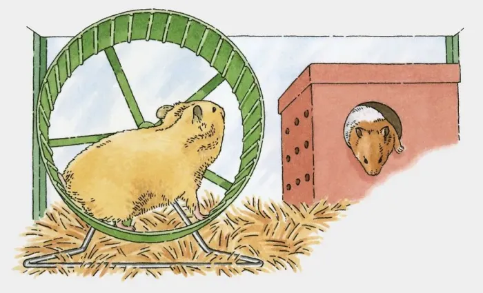 Framed Print : Illustration of guinea pig and hamster in cage Framed Print : Illustration of guinea pig and hamster in cage